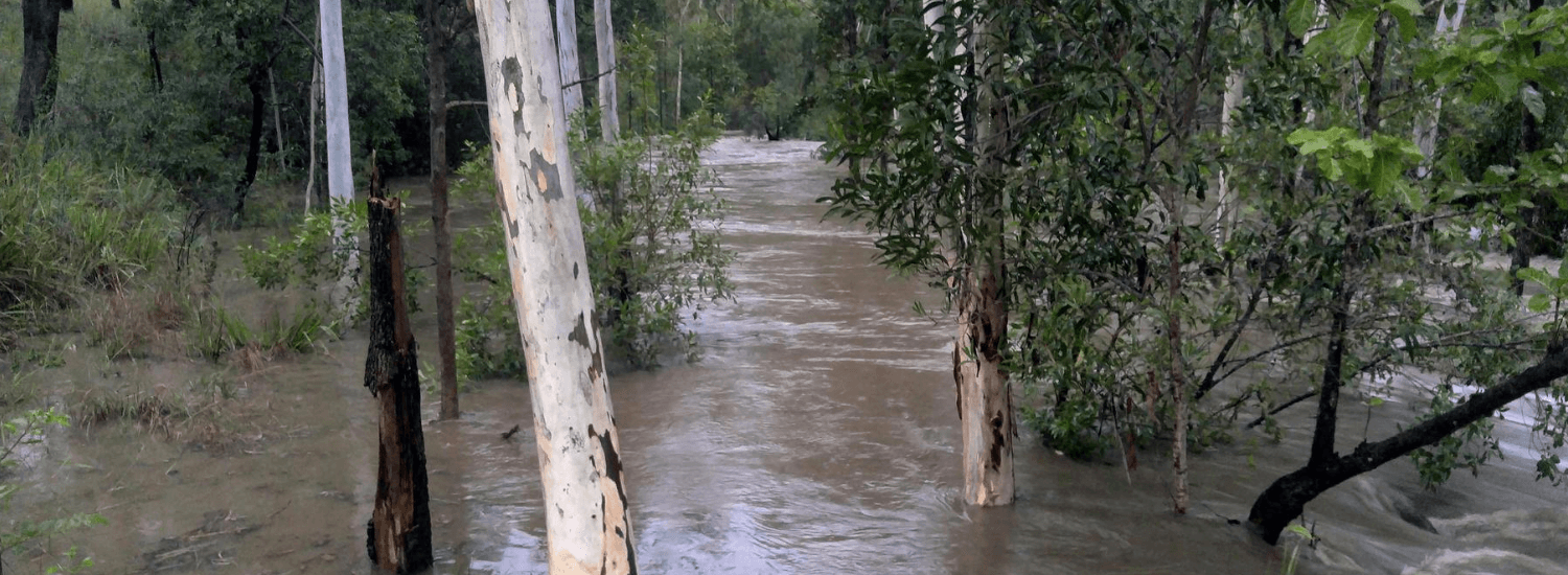 Forest of trees sitting in flood waters